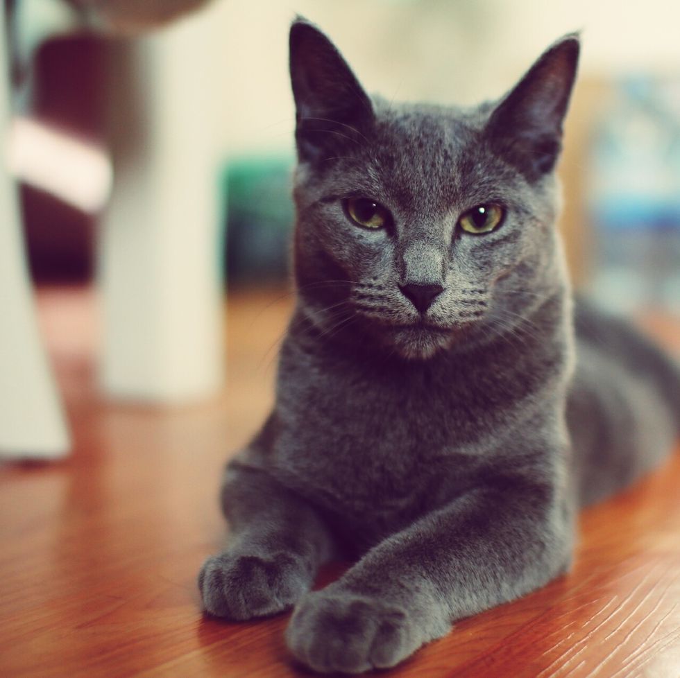 grey cat breeds chartreux