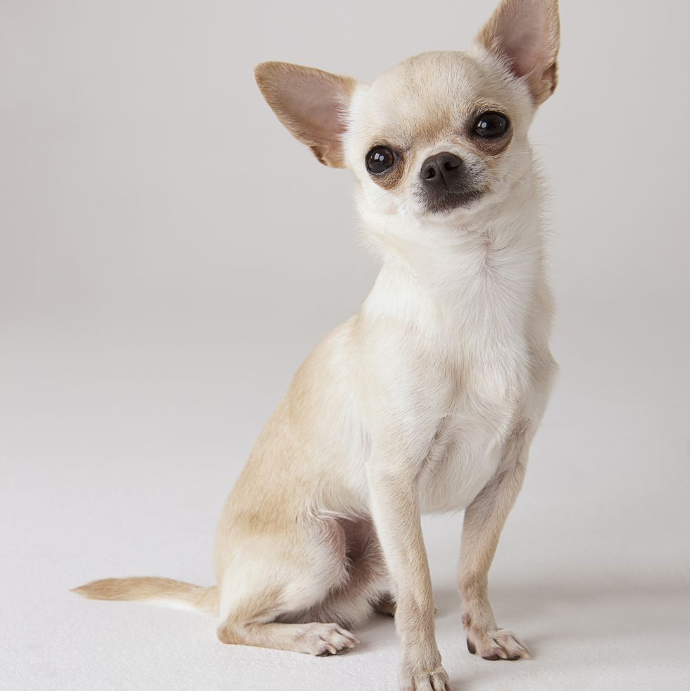 portrait of chihuahua sitting smallest dog breeds