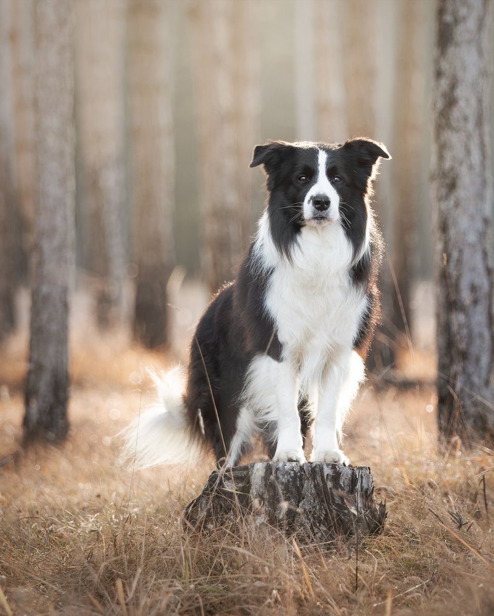 best large breed dogs border collie