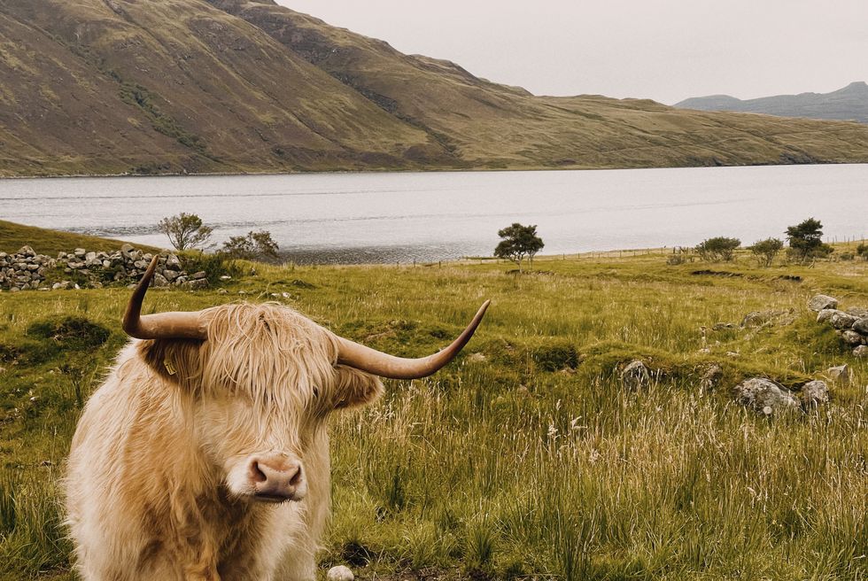 portrait of cow standing on field against sky,isle of skye,united kingdom,uk