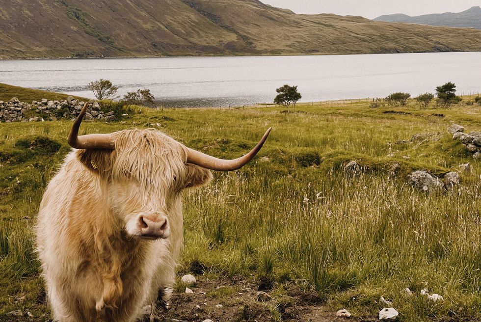 portrait of cow standing on field against sky,isle of skye,united kingdom,uk