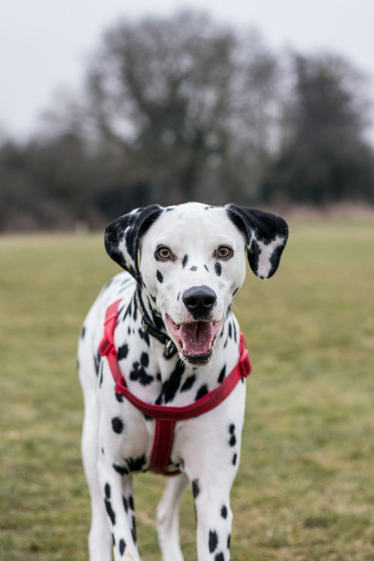 Dalmatians: Temperament, Size, Life Expectancy, Origin