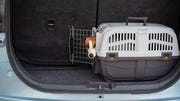 portrait of dog in car