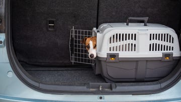 portrait of dog in car