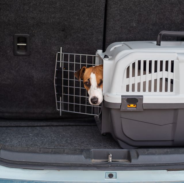 Where to Put a Dog Carrier in a Car?: Safe Spots Guide