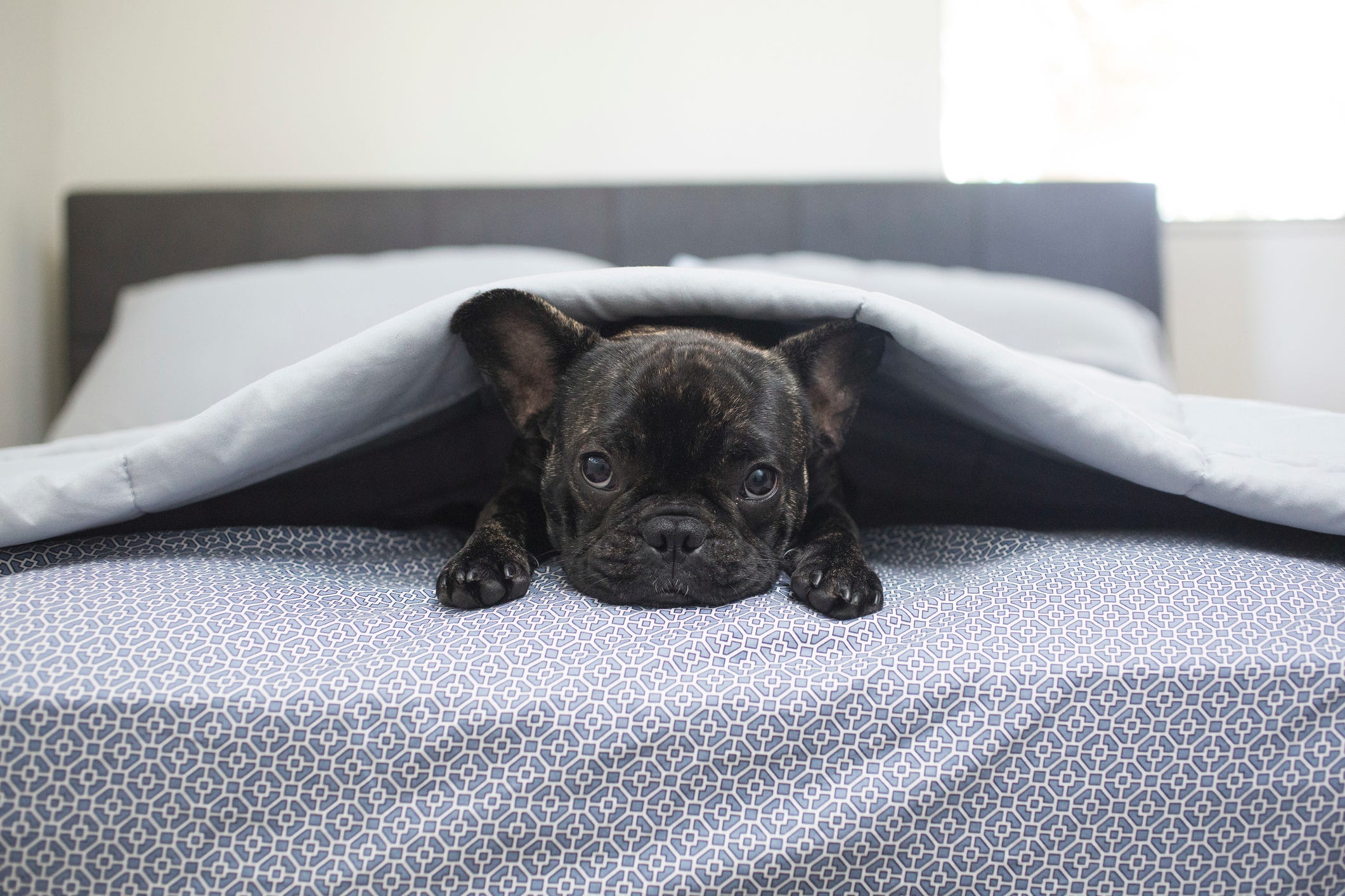 how do you get dog hair off bed sheets