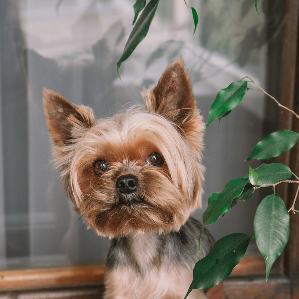 portrait of dog smallest dog breeds