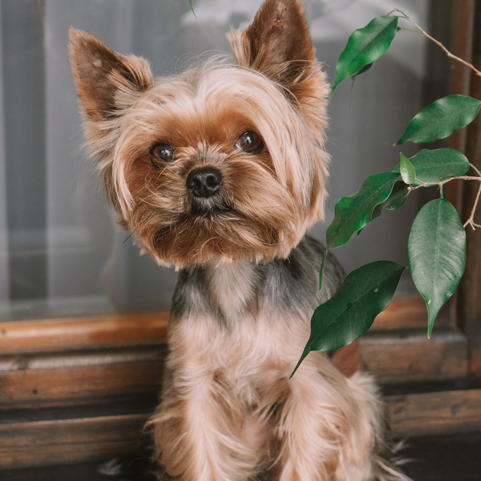 portrait of dog smallest dog breeds