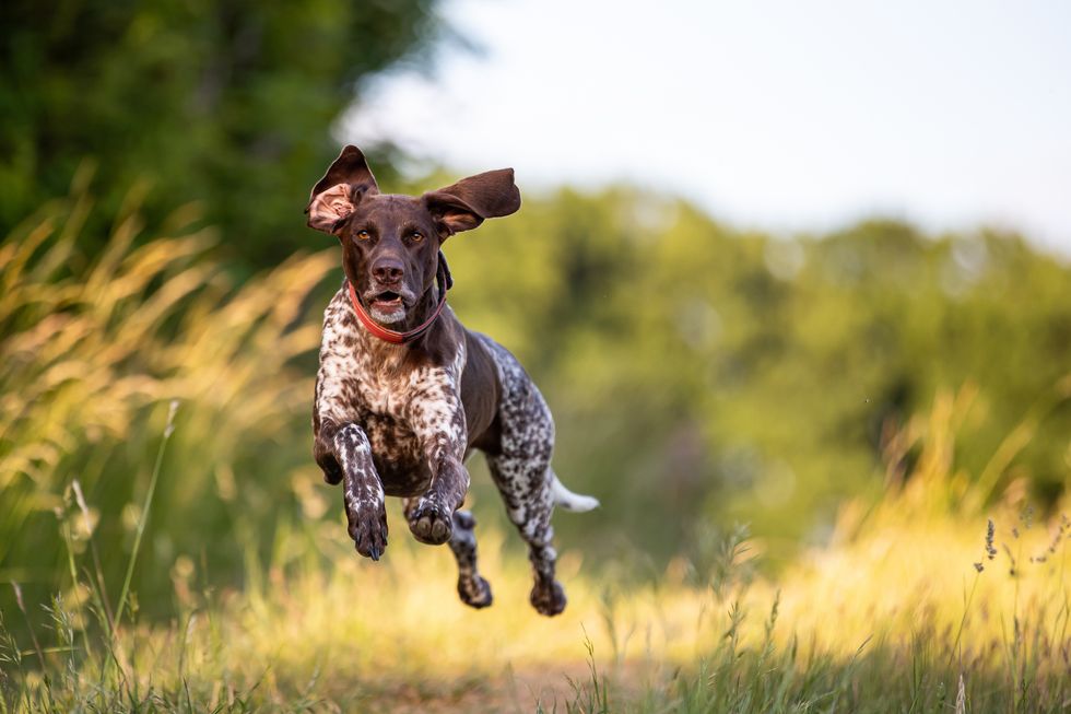 portrait of dog running on field