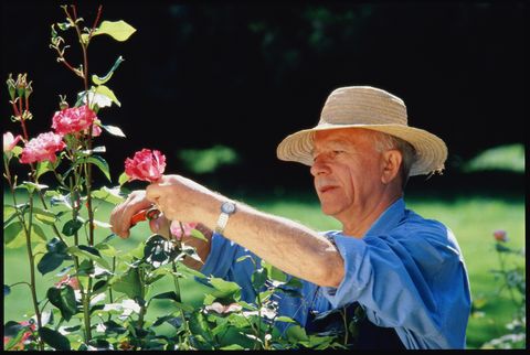 Portrait of elderly man in straw hat tending roses in garden