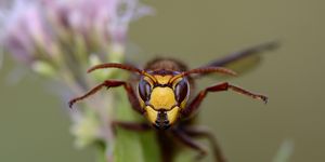 Portrait of European hornet