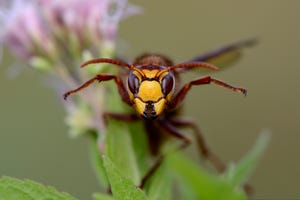 Portrait of European hornet