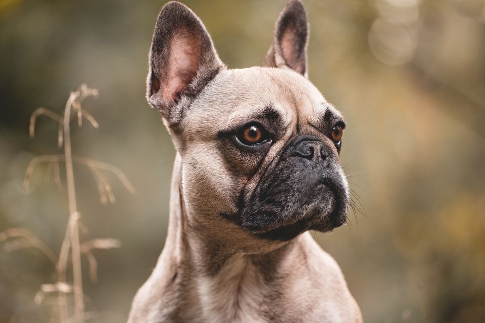 Portrait Of French Bulldog