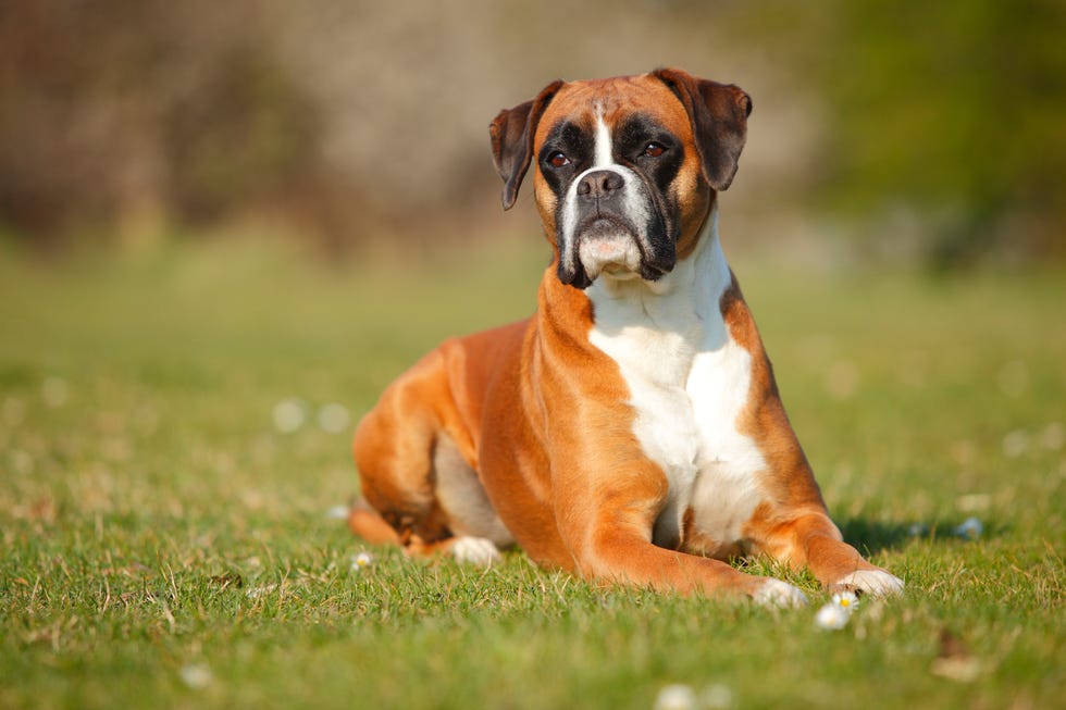 portrait of german boxer lying on a meadow