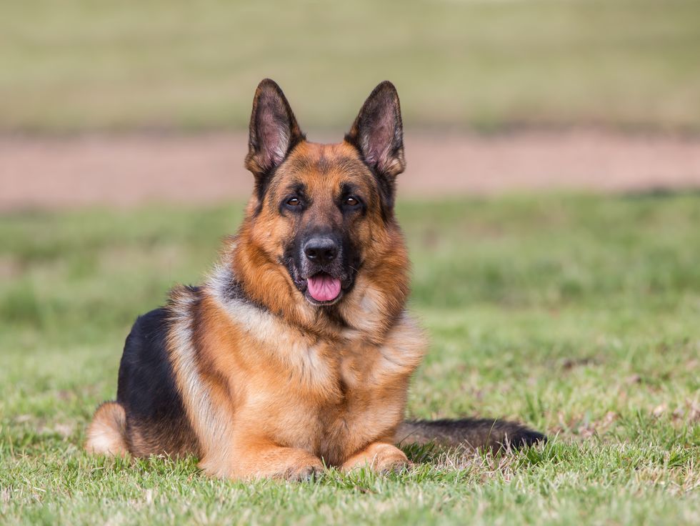 portrait of german shepherd dog lying on grass