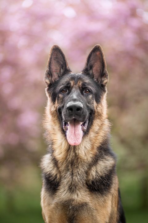 portrait of a german shepherd dog with a light and dark brown coat facing forward and panting