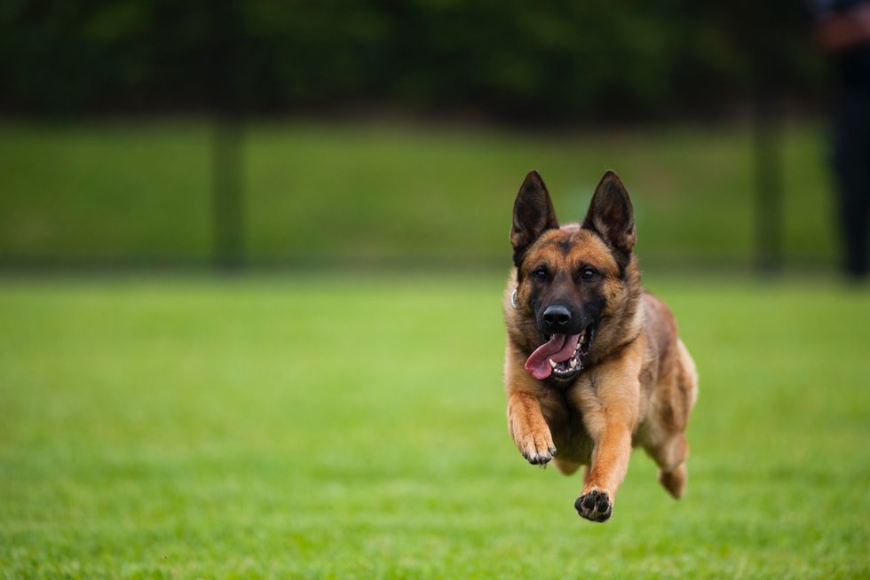 portrait of german shepherd sticking out tongue while running on field
