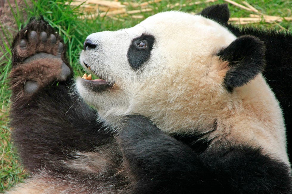 Giant Panda Bear Facts