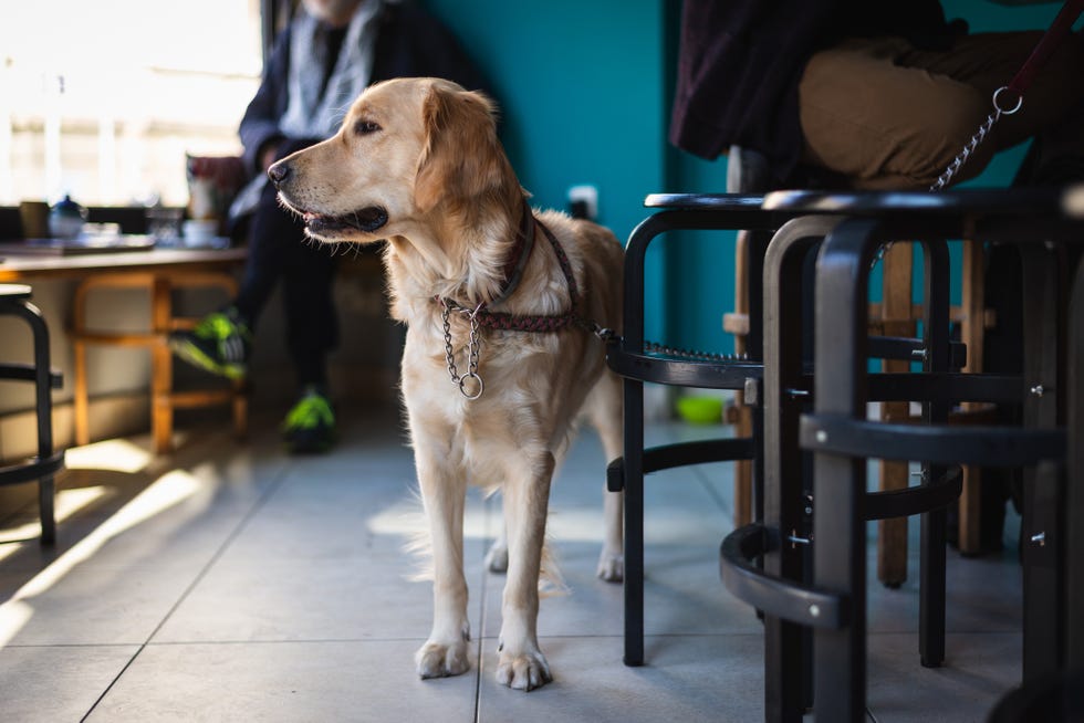 portrait of golden retriever dog