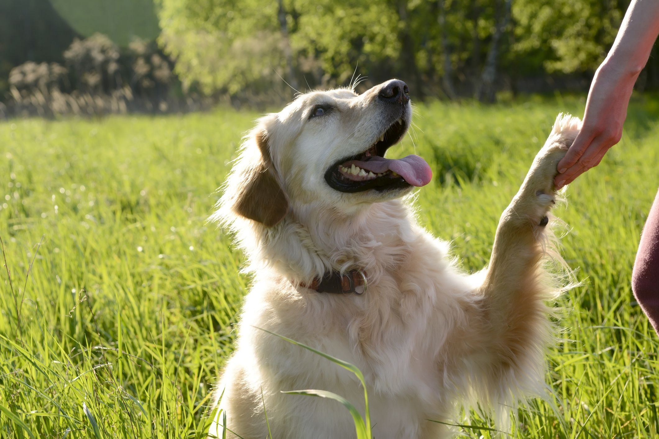 https://hips.hearstapps.com/hmg-prod/images/portrait-of-golden-retriever-giving-paw-royalty-free-image-1587632972.jpg