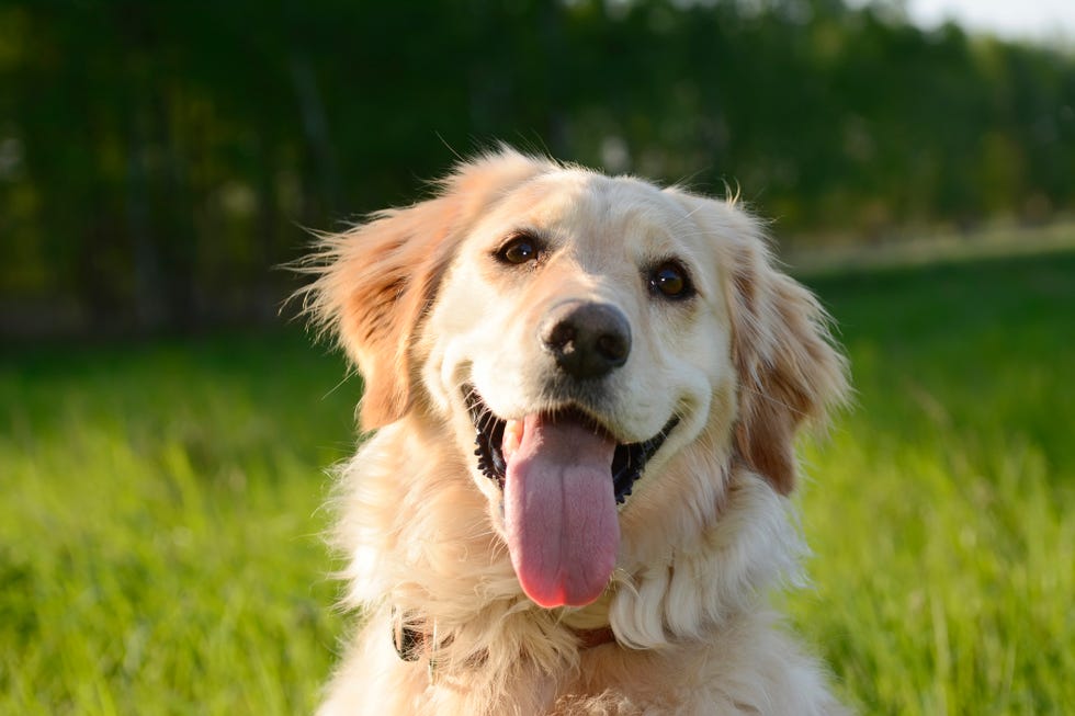 portrait of golden retriever