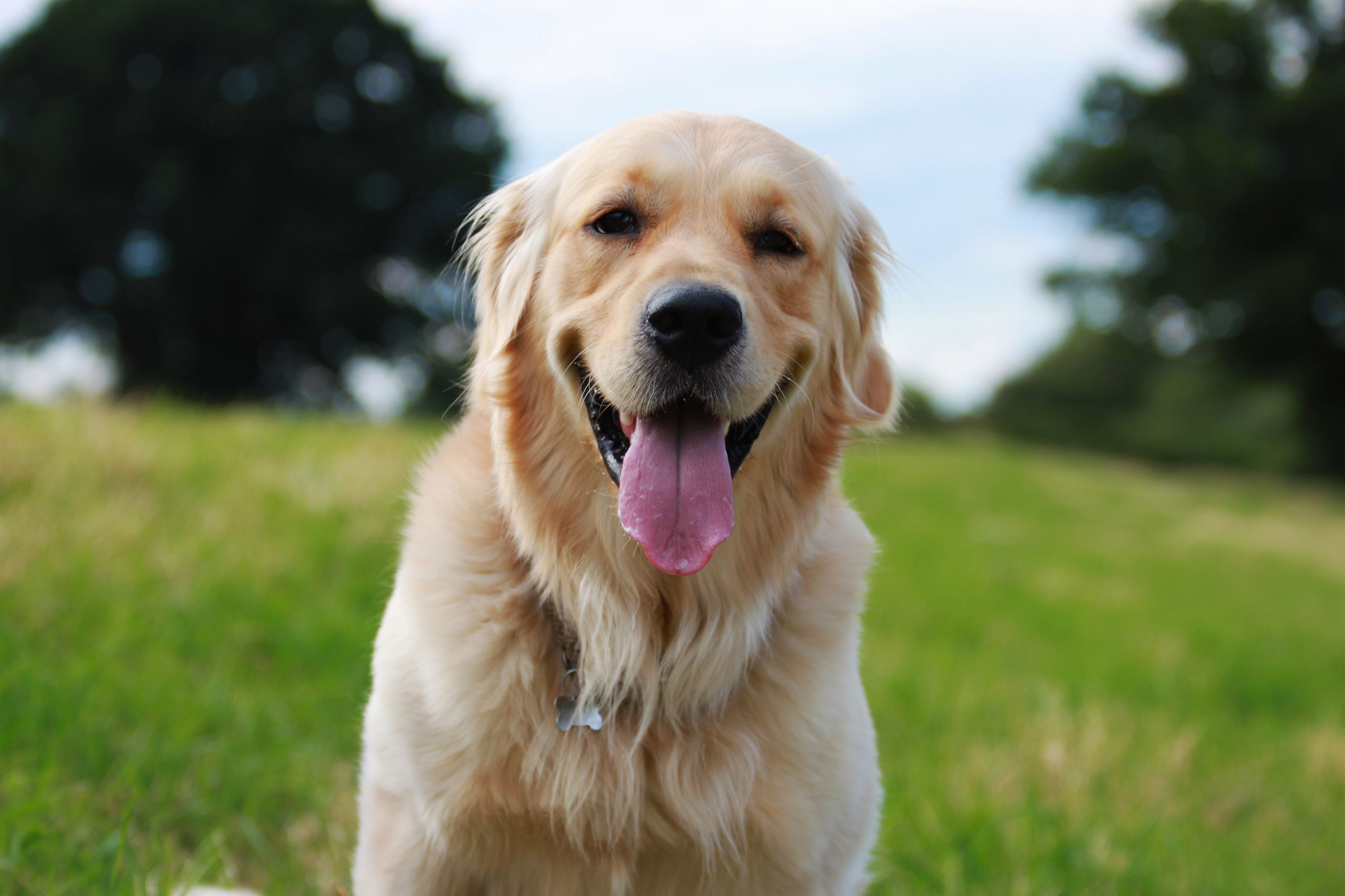 Itv top 100 dogs clearance list