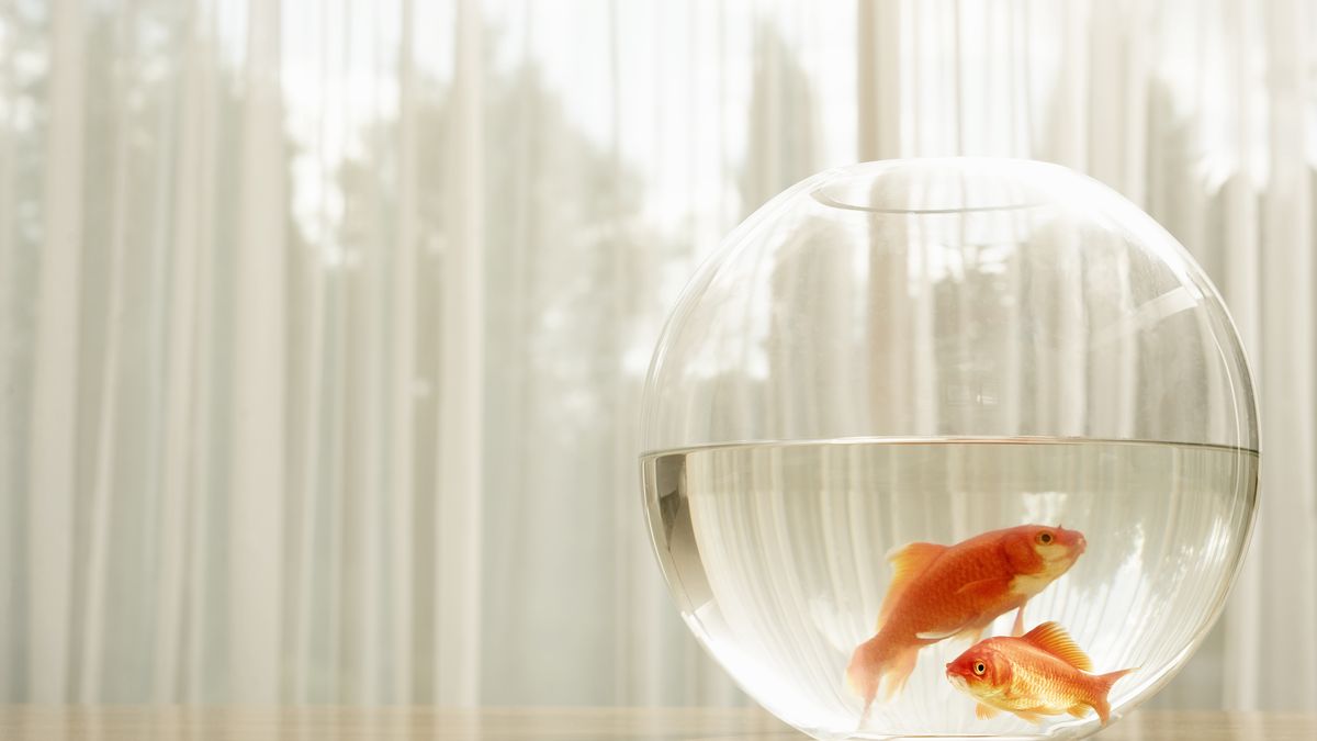 preview for 600 Unwanted Pet Goldfish Have Found a New Home at the Paris Aquarium