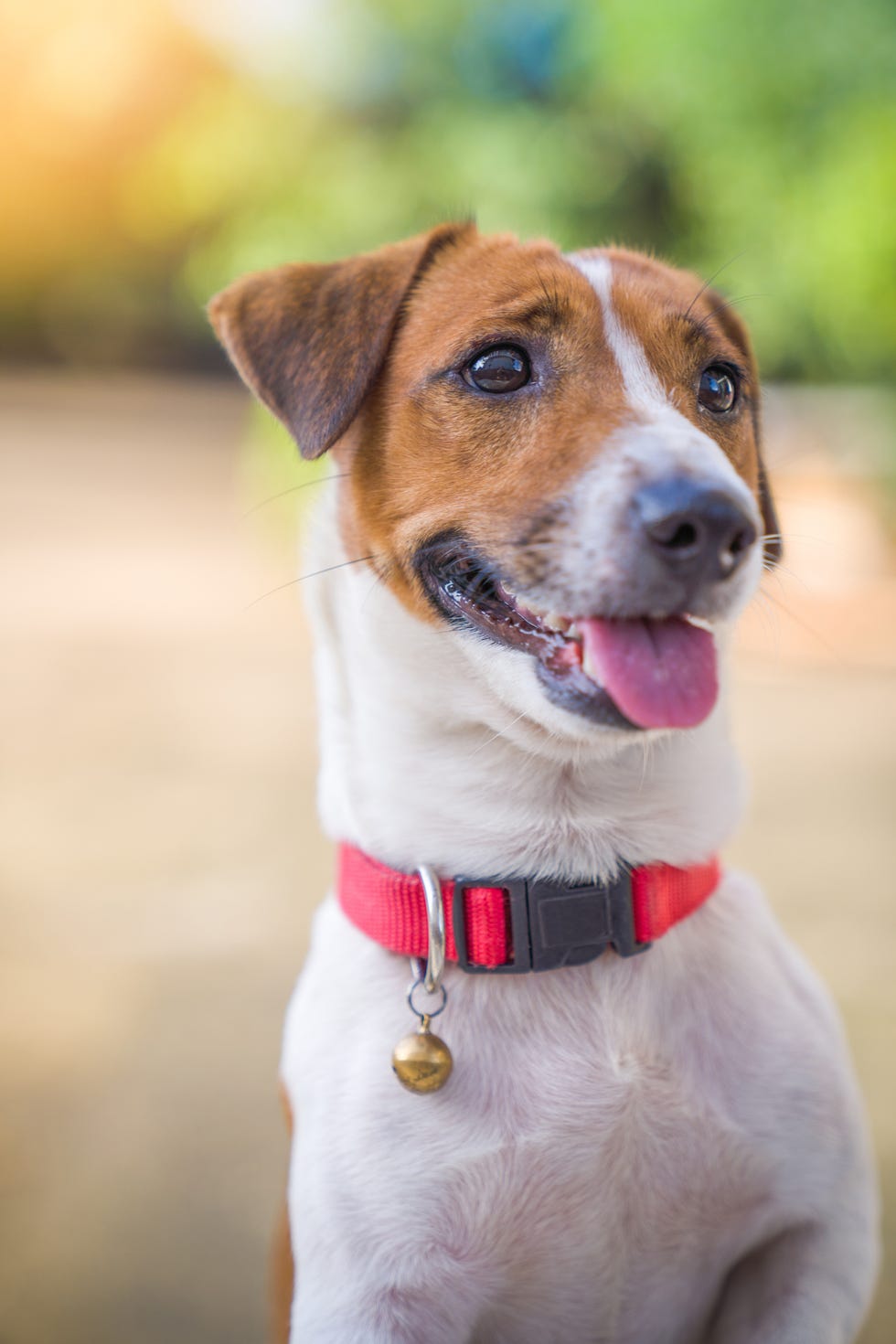 jack russell terrier