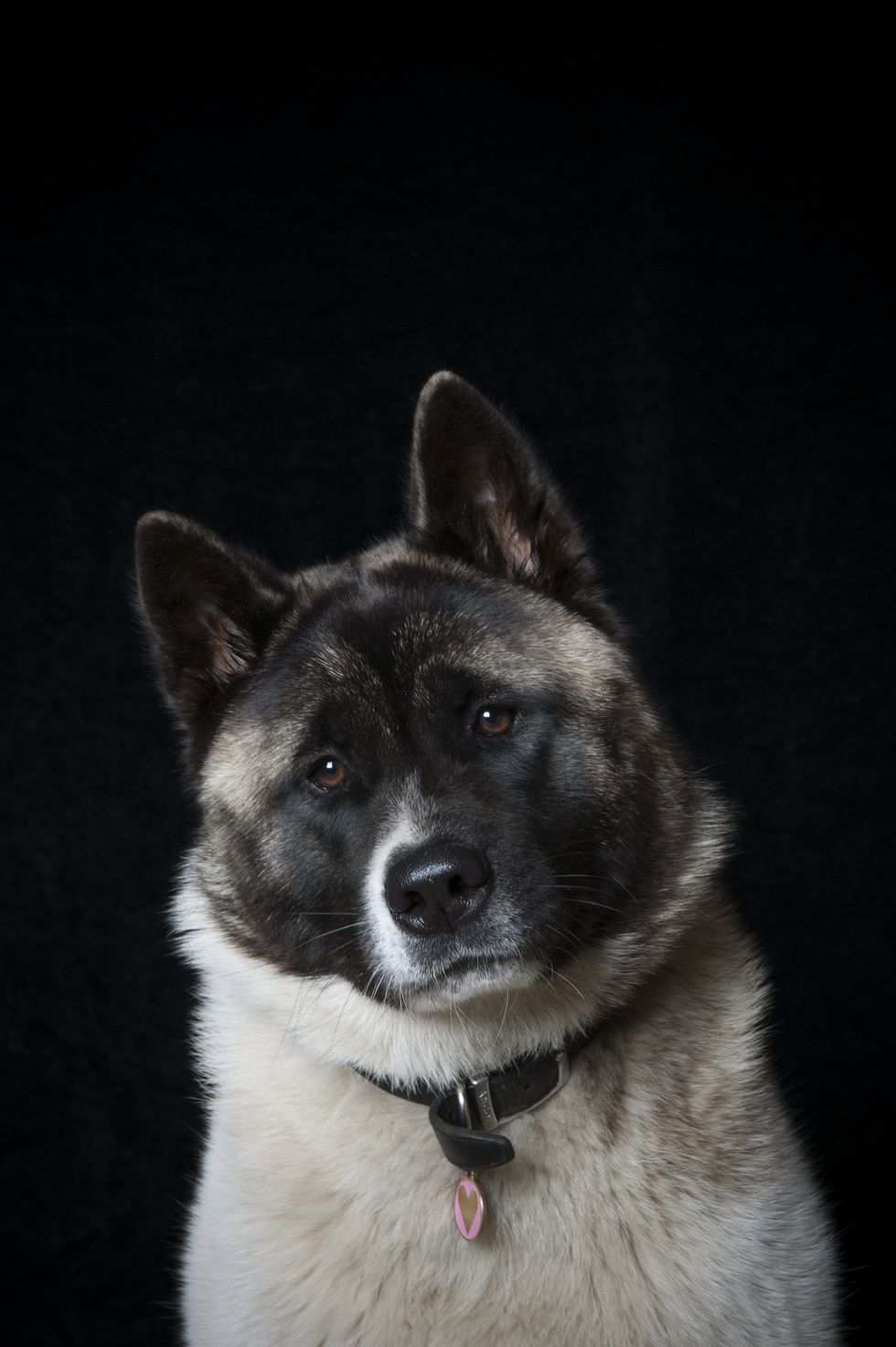 portrait of japanese akita with a black face and white neck and chest over black background