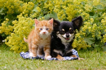 adopting a pet