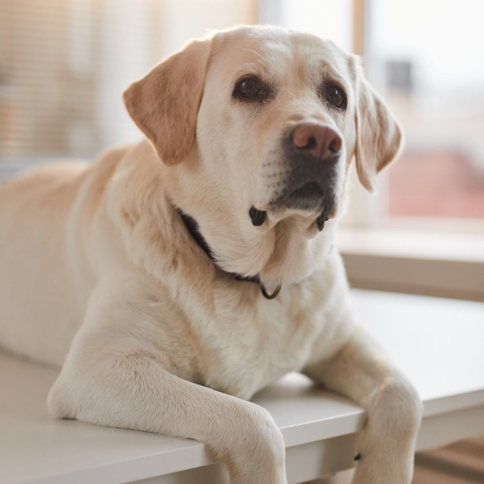 12 Easiest Dogs to Train - Labrador Retriever 12 easiest dogs to train labrador retriever