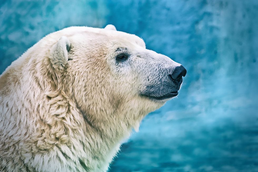 10 Amazing Facts About Polar Bears