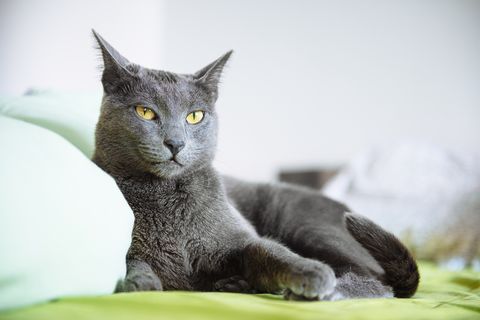 Portrait of lazy, sleepy, grumpy Russian blue cat, lying on bed at home