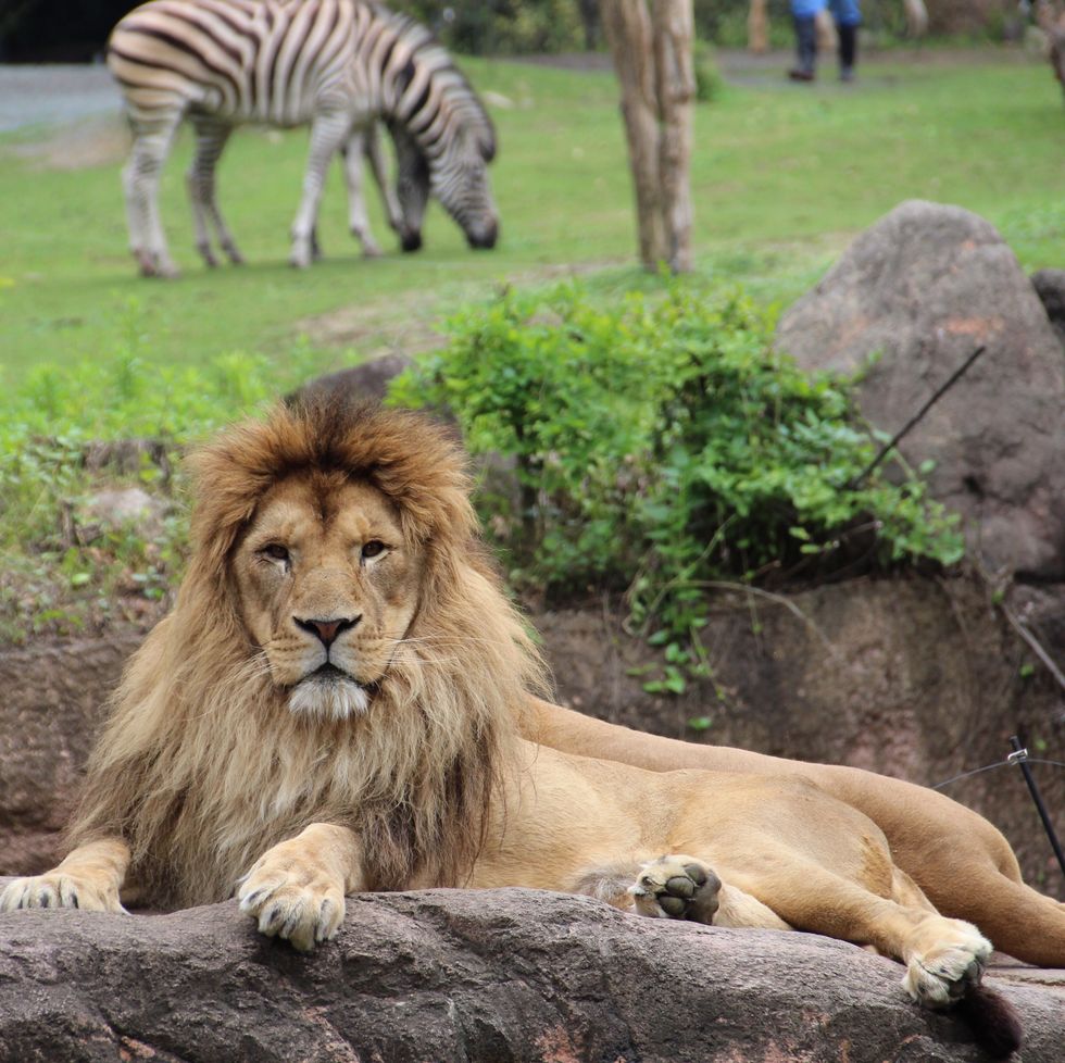 Portrait Of Lion Resting On Rock Against Grazing Zebras In Zoo