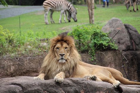 Portrait Of Lion Resting On Rock Against Grazing Zebras In Zoo
