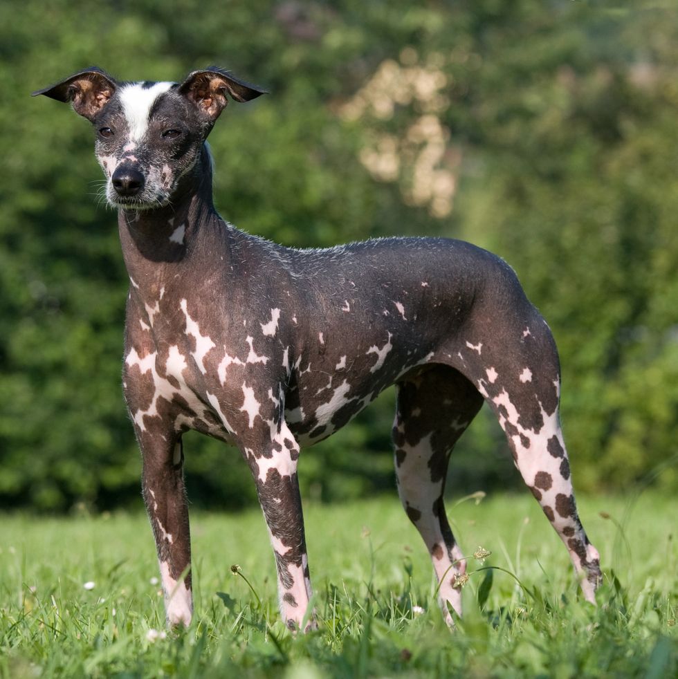 portrait of peruvian hairless dog