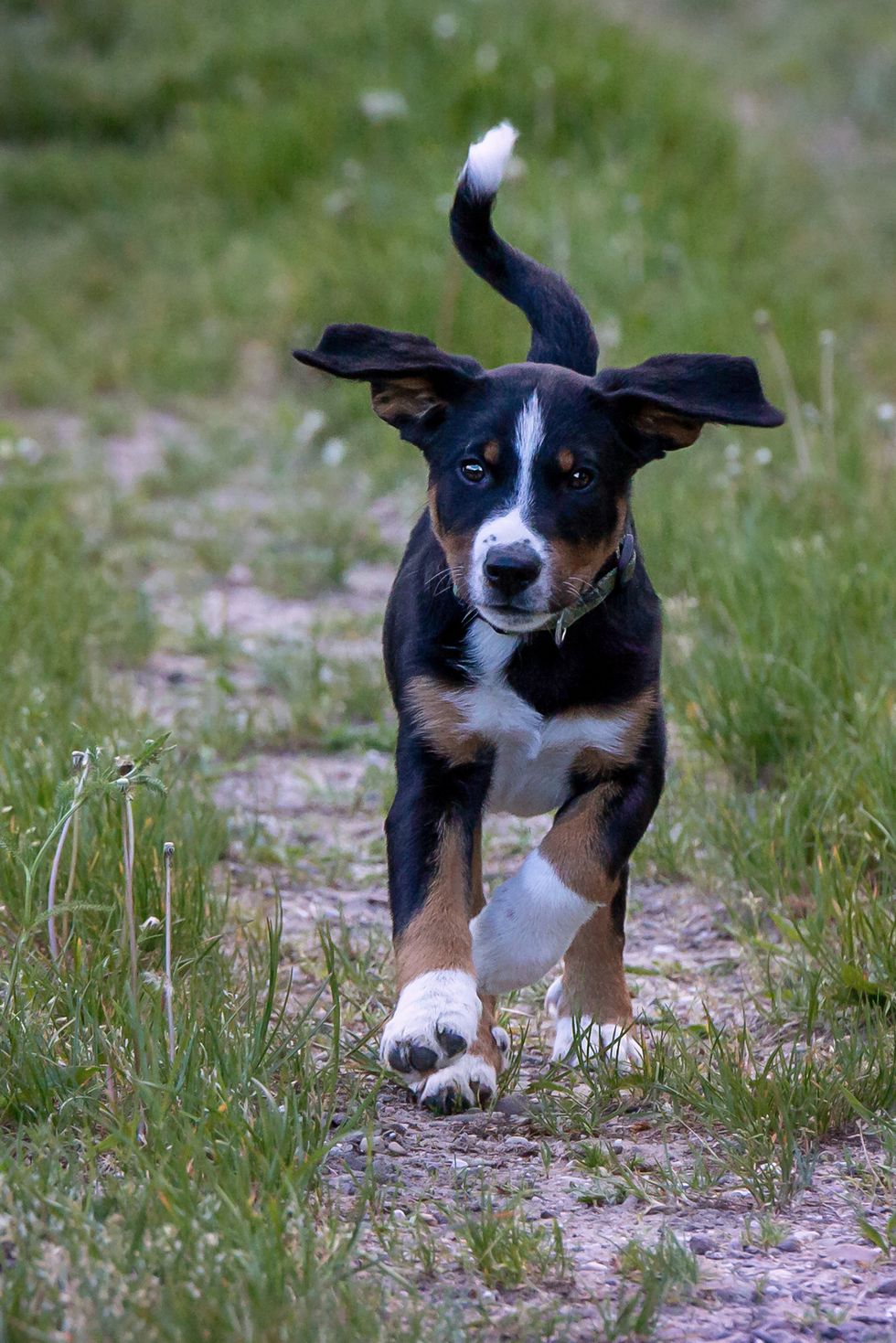 medium sized dog breeds appenzeller sennenhund