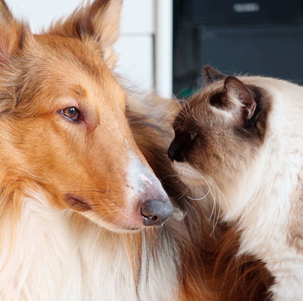 portrait of rough collie looking away while ragdoll cat looking at its eyes very closely, harmony dog and cat at home, pet lifestyle concept, focused on dog's eye.