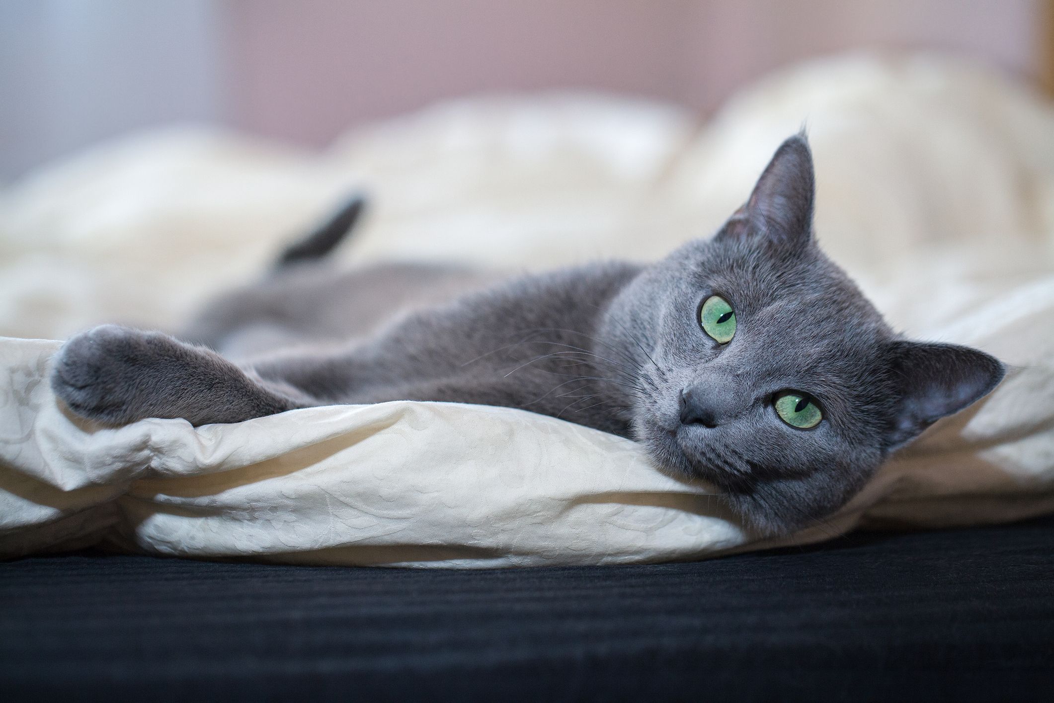 Gray shorthair fashion cat