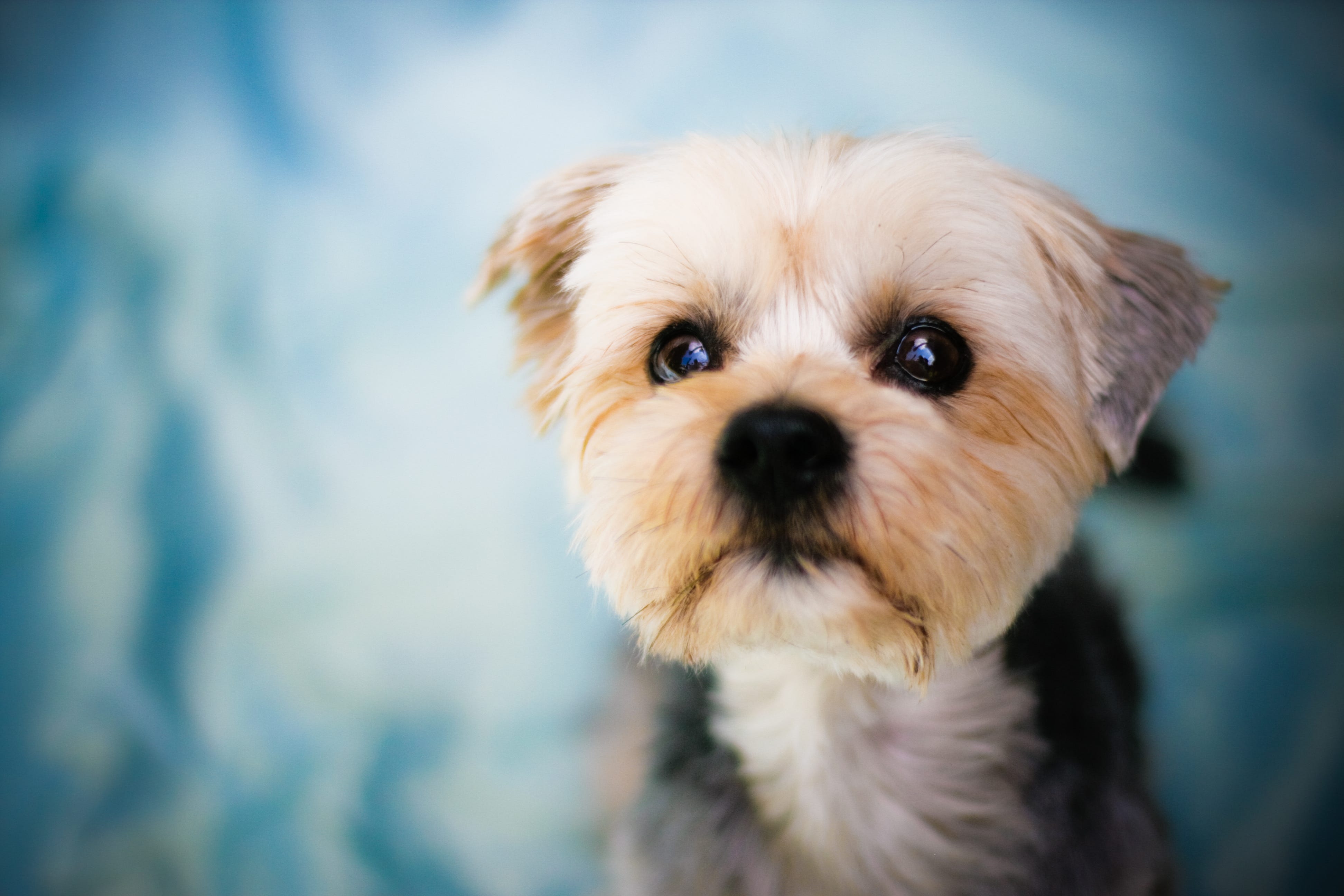 How To Get Dog Poop Stains Out Of White Carpet