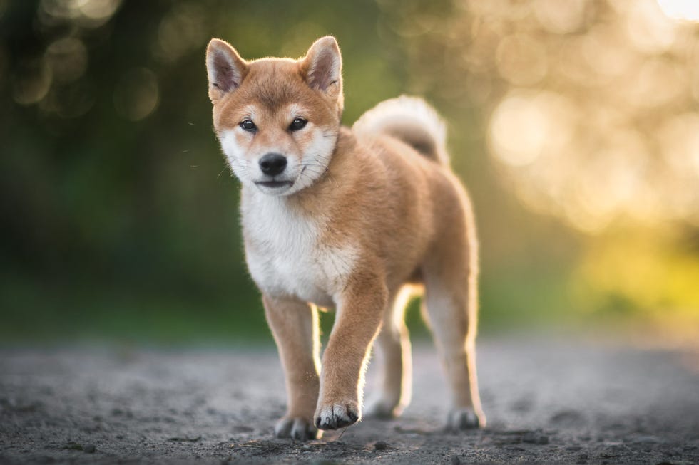 portrait of shiba inu puppy, krakow, poland