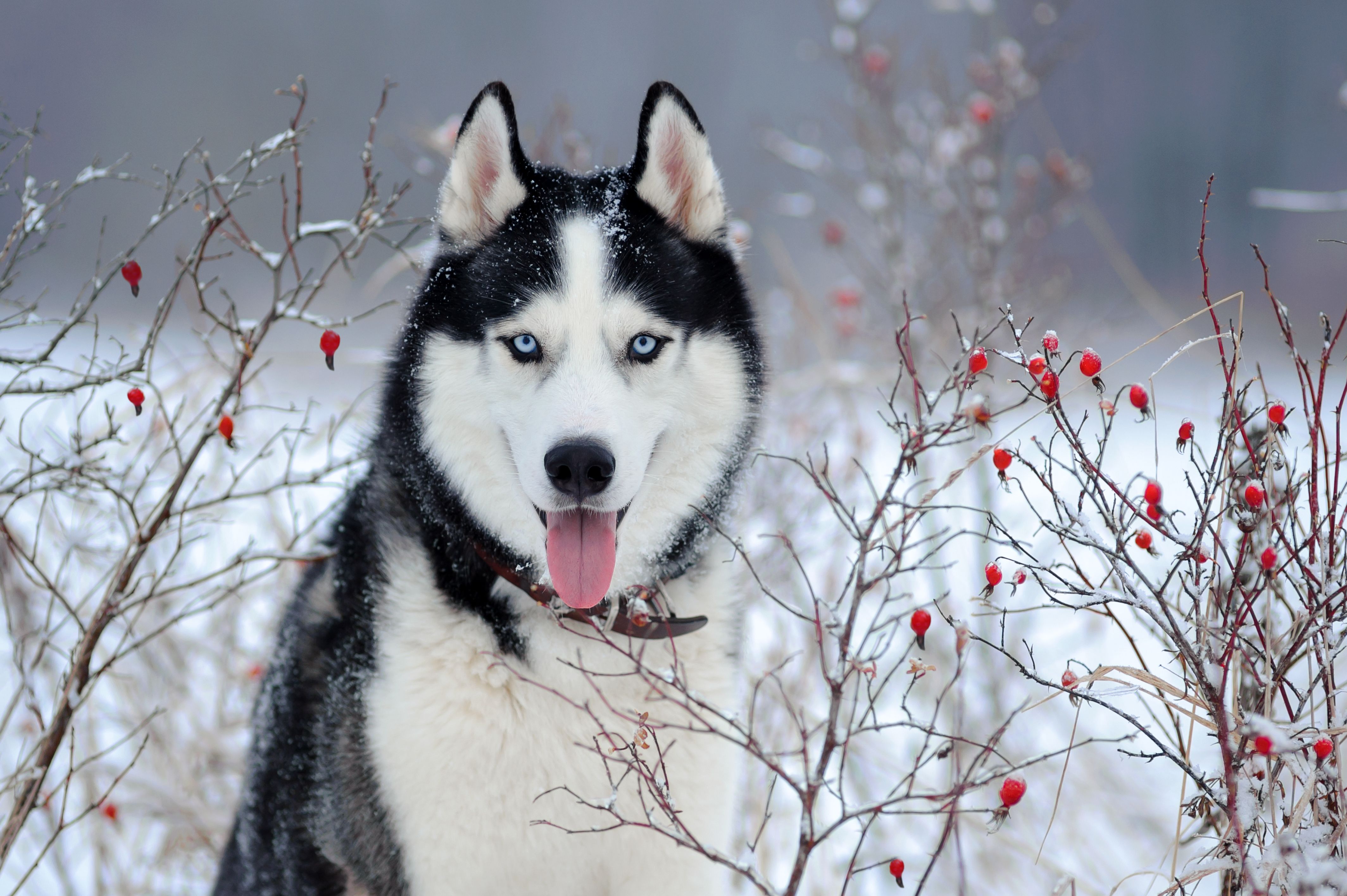 Dogs with sales least medical problems