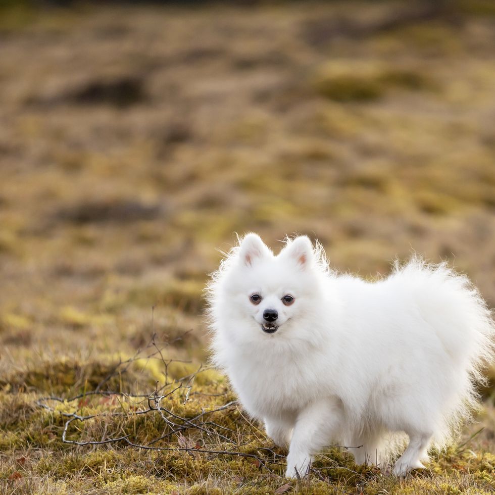 portrait of white dog on field smallest dog breeds