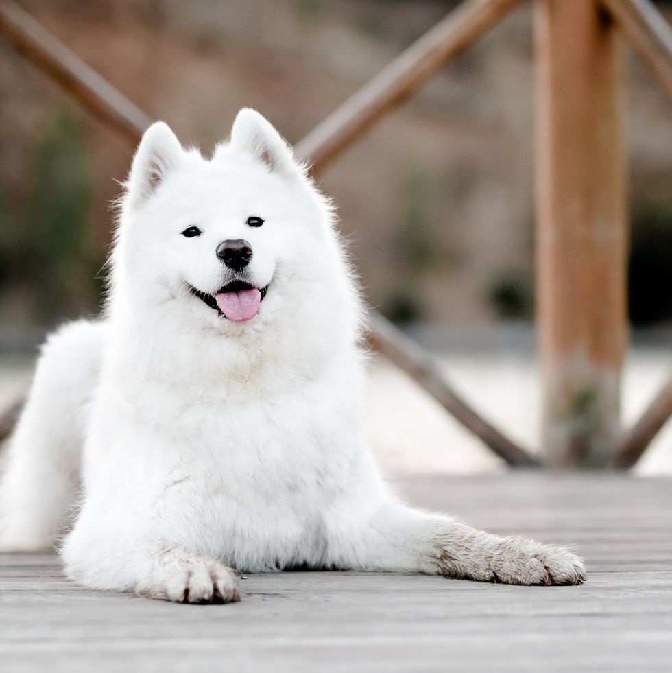 portrait of white samoyed sitting on boardwalk,poland