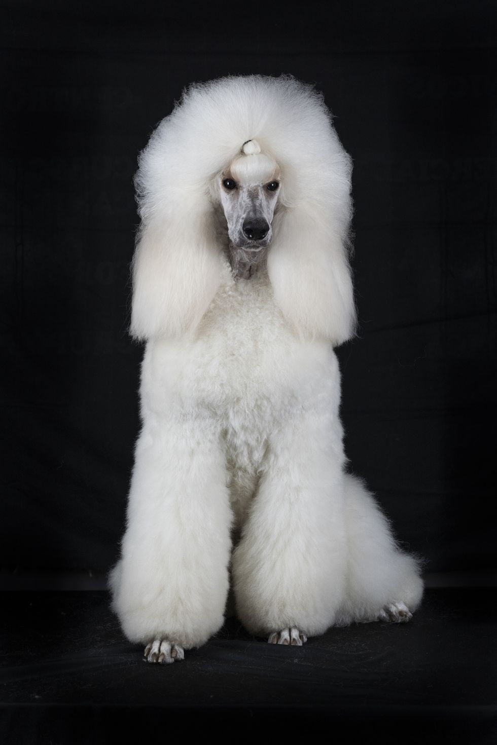 portrait of white standard poodle with long brushed out hair against black background