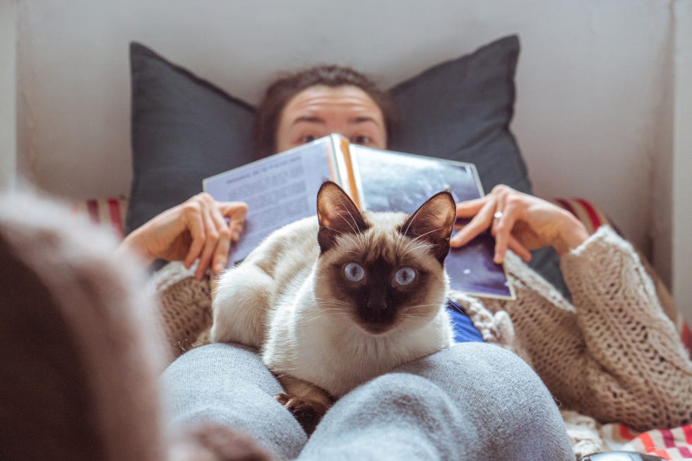 Why Cats Make the Best Pets 