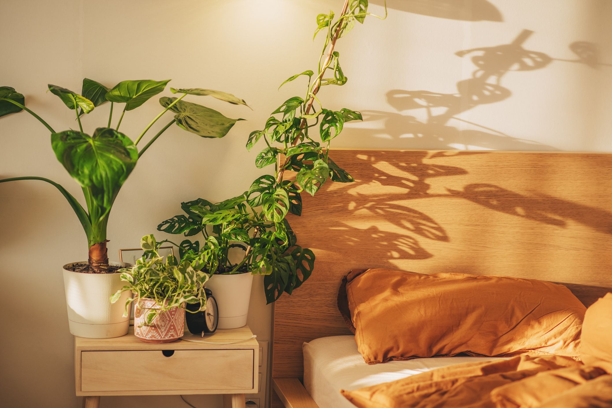 Nightstand plants discount