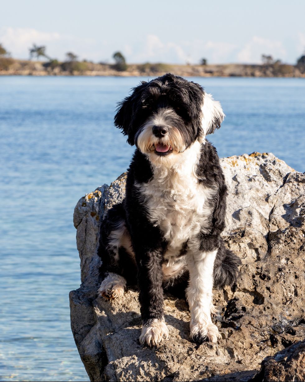 medium dog breeds portuguese water dog