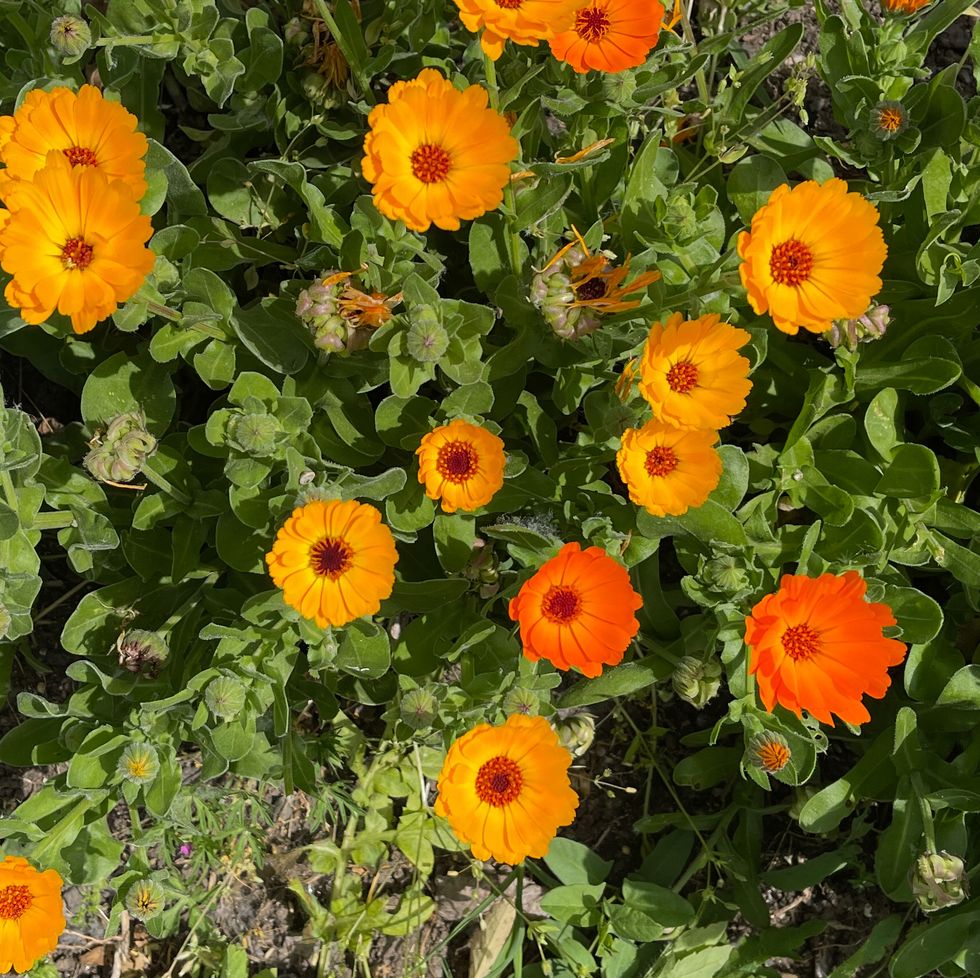 pot marigold (calendula officinalis)