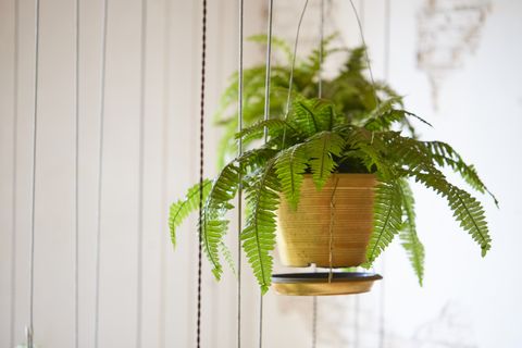 best bedroom plants pot of hanging boston fern